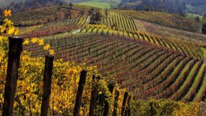 Terre del Barolo