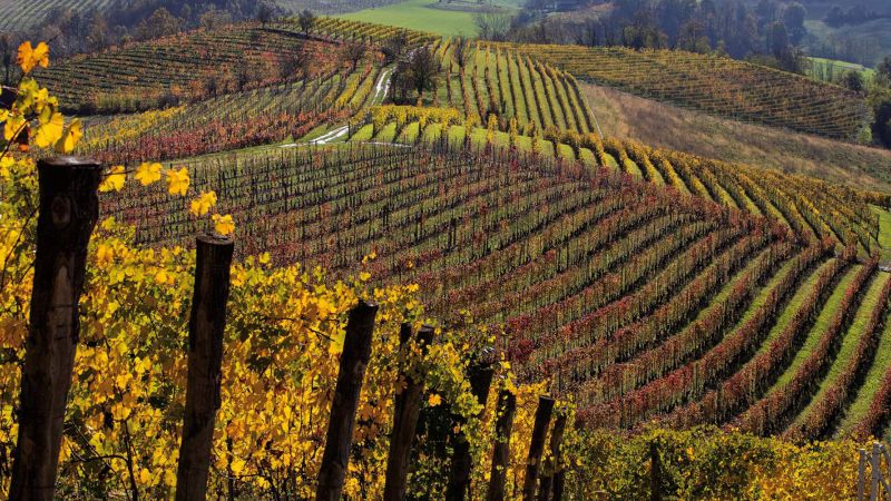 Terre del Barolo