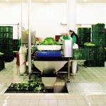 Frutta e verdura