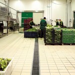 Frutta e verdura