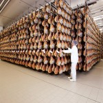 Salumi