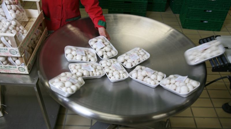 ITALIAN AMERICAN MUSHROOMS