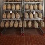 COCCHI SALUMIFICIO
